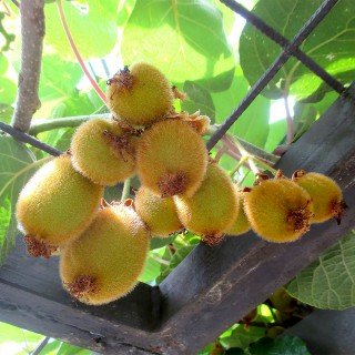 Die beste kiwibaum native plants kiwi jenny actinidia chinensis jenny Bestsleller kaufen
