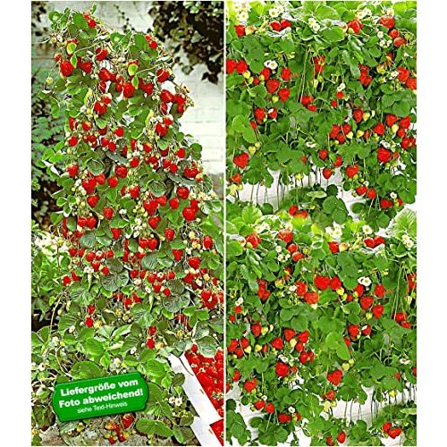Klettererdbeere BALDUR Garten Erdbeer-Kollektion Hummi®, 4 Pfl.
