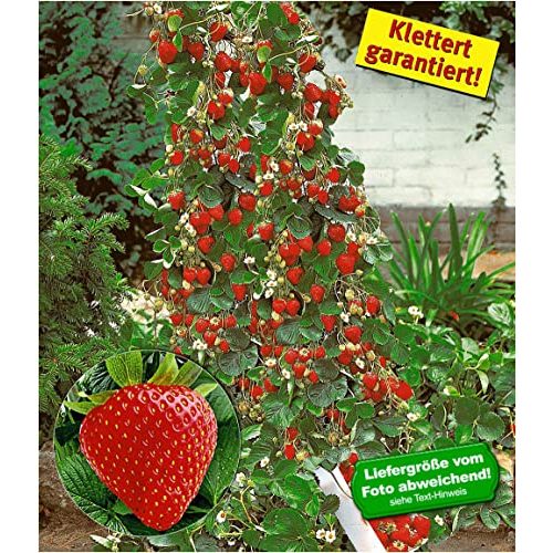 Klettererdbeere BALDUR Garten Kletter-Erdbeere ‘Hummi®’, 3 Pfl.