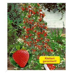 Klettererdbeere BALDUR Garten Kletter-Erdbeere ‘Hummi®’, 3 Pfl.