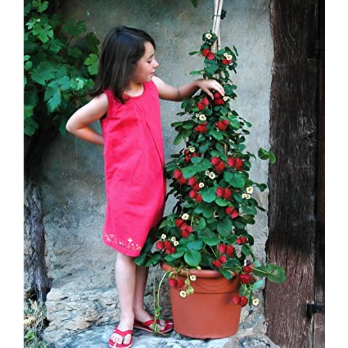 Kletterpflanze BALDUR Garten Kletter-Erdbeere ‘Hummi®’, 3 Pfl.