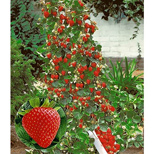 Kletterpflanze BALDUR Garten Kletter-Erdbeere ‘Hummi®’, 3 Pfl.