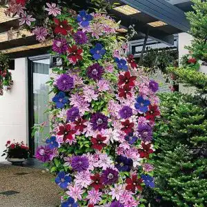Kletterpflanze GardenersDream Clematis Regenbogen 4 Pflanzen