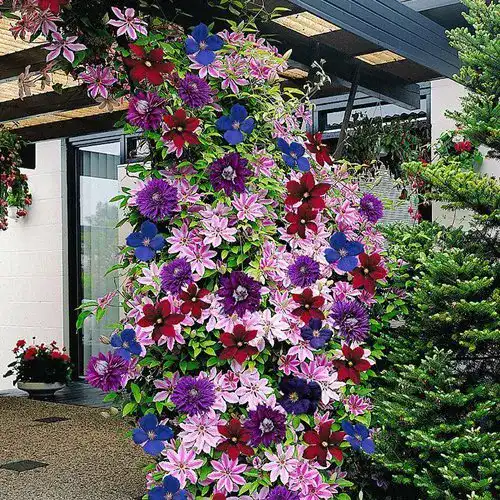 Kletterpflanze GardenersDream Clematis Regenbogen 4 Pflanzen