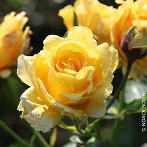 Ngjitja më e mirë e Rose Kölle-s! 'Sommergold ®' E verdhë e shkëlqyeshme e artë