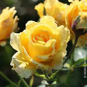 Kletterrose