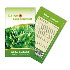 Kopfsalat-Samen Deine Gartenwelt Winter-Kopfsalat Maiwunder