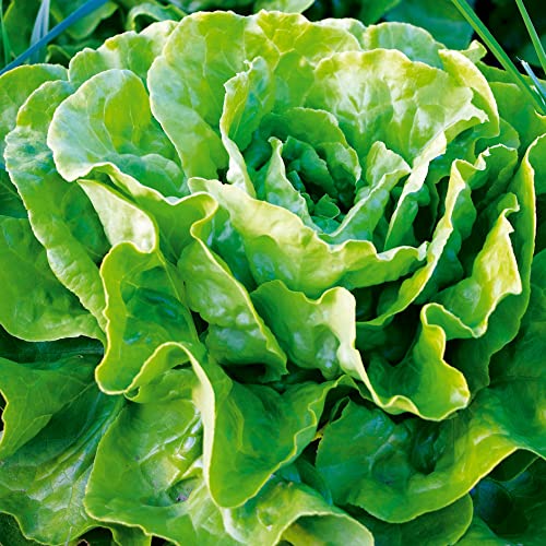 Kopfsalat-Samen Deine Gartenwelt Winter-Kopfsalat Maiwunder