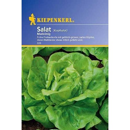 Kopfsalat-Samen Kiepenkerl Salat Kopfsalat Maikönig