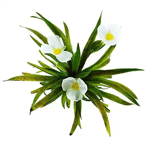 Krebsschere S VD VELDE WATERPLANTEN VDVELDE 6er Set