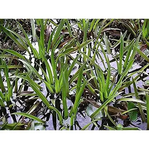 Krebsschere ZAC Wagner 5 Stück Wasseraloe (Stratiotes aloides)
