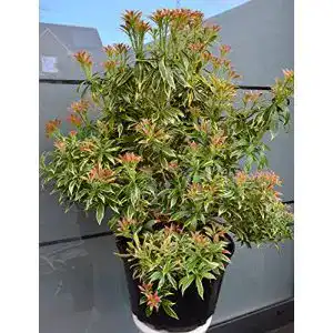 Lavendelheide Plantenwelt Pieris japonica Variegata 40 – 50 cm