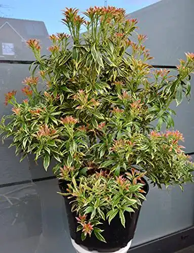 Lavendelheide Plantenwelt Pieris japonica Variegata 40 – 50 cm