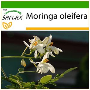 Moringa-Samen Saflax, Moringa, 10 Samen, mit Anzuchtsubstrat