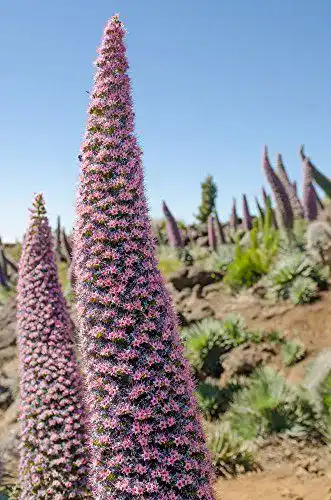 Natternkopf-Samen Grow Your Secret Garden, “Juwelenturm”