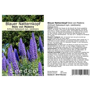 Natternkopf-Samen Seedeo Blauer Natternkopf Stolz von Madeira