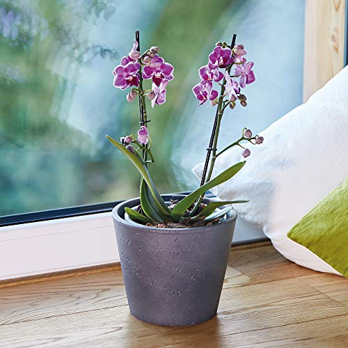 Orchideengranulat Seramis Spezial-Substrat für Orchideen, 2,5 l