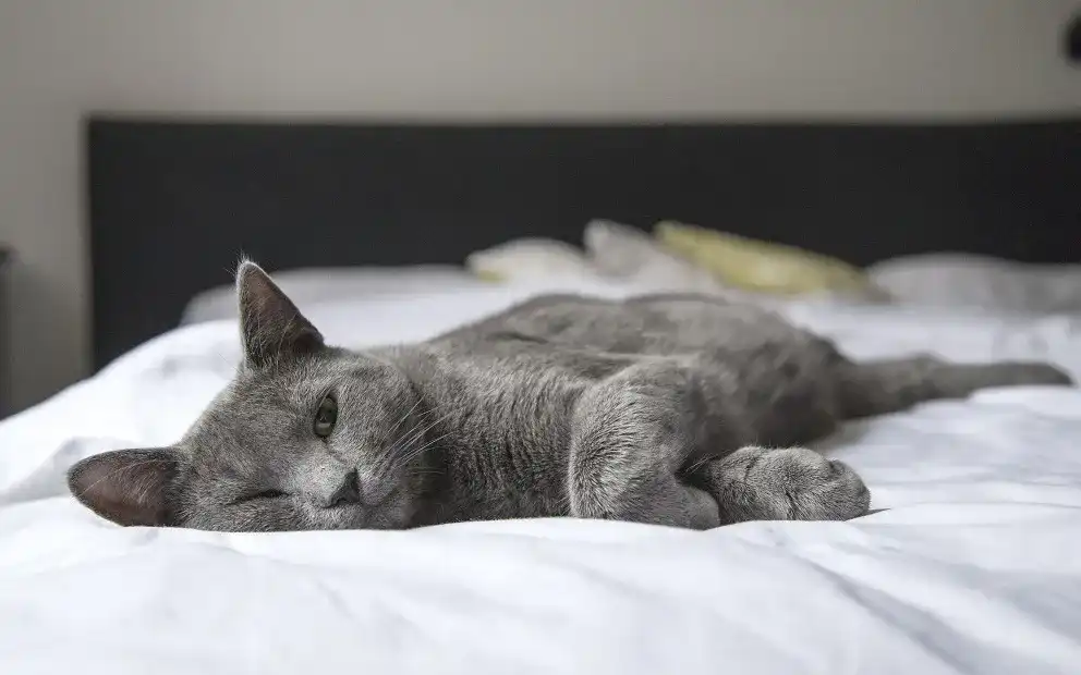 Elektrisches Boxspringbett