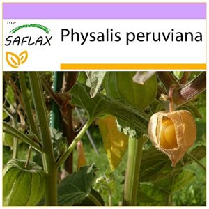 Physalis-Samen Saflax, Kapstachelbeere/Andenbeere, 100 Samen
