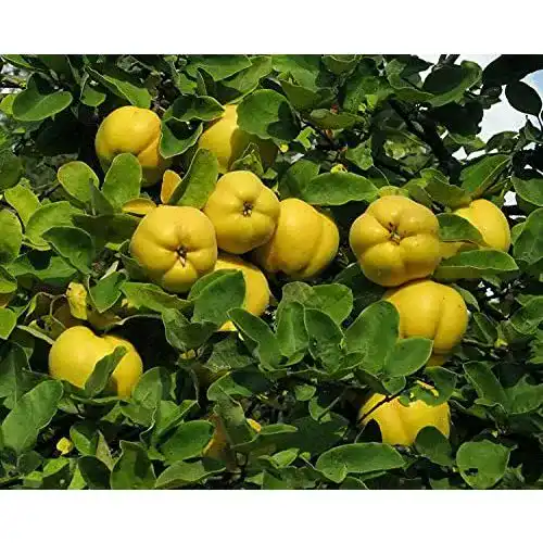Die beste Quitten-Baum Green Future Pflanzenhandel Cydonia oblonga 2026 Test Bestseller Quitten-Baum Green Future Pflanzenhandel Cydonia oblonga