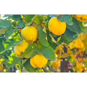 Quitten-Baum Pflanzhits 1 “Konstantinopeler Apfelquitte”