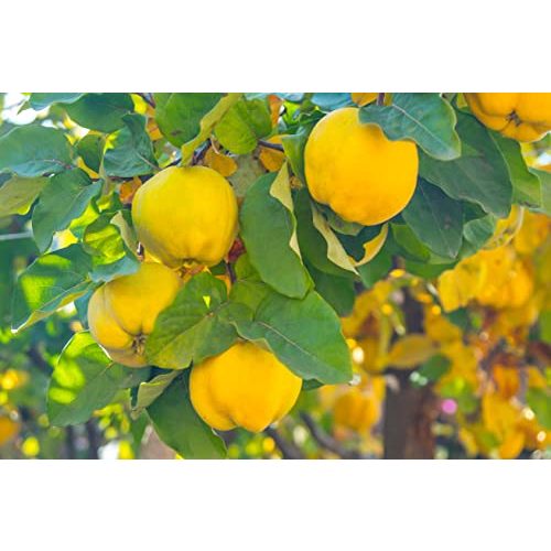 Quitten-Baum Pflanzhits 1 “Konstantinopeler Apfelquitte”