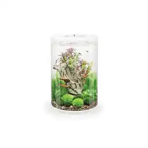 Die beste Rundes Aquarium 2026 Test Bestseller Rundes Aquarium