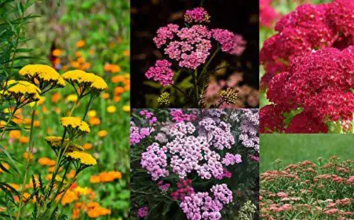 Schafgarbe-Samen Grow Your Secret Garden, bunte Mischung