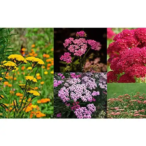 Schafgarbe-Samen Grow Your Secret Garden, bunte Mischung