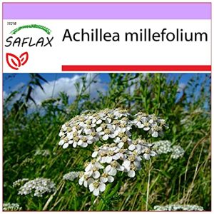 Schafgarbe-Samen Saflax, Heilpflanzen, Schafgarbe, 200 Samen