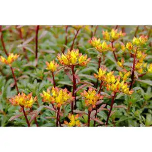 Sedum-Samen Grow Your Secret Garden Orange Fetthenne