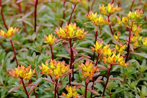 Sedum-Samen Grow Your Secret Garden Orange Fetthenne