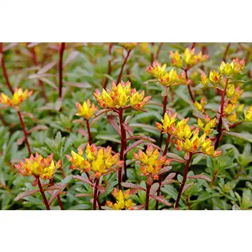 Sedum-Samen Grow Your Secret Garden Orange Fetthenne
