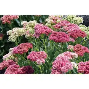 Sedum-Samen Grow Your Secret Garden ‘Pink Beacon’