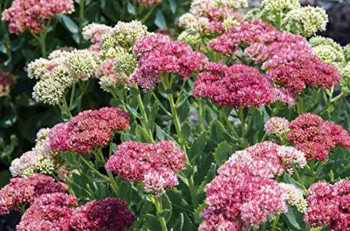 Sedum-Samen Grow Your Secret Garden ‘Pink Beacon’