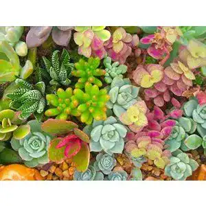 Sedum-Samen Grow Your Secret Garden Sedum, Dachbegrünung