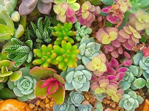 Sedum-Samen Grow Your Secret Garden Sedum, Dachbegrünung