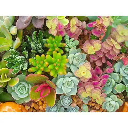 Die beste Sedum-Samen Grow Your Secret Garden Sedum, Dachbegrünung 2026 Test Bestseller Sedum-Samen Grow Your Secret Garden Sedum, Dachbegrünung