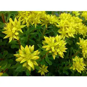 Sedum-Samen Grow Your Secret Garden Sedum kamtschaticum