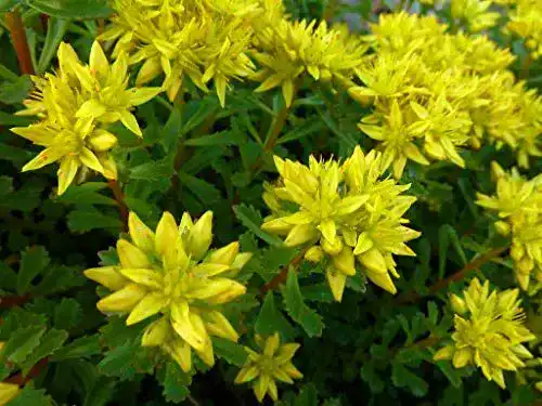 Sedum-Samen Grow Your Secret Garden Sedum kamtschaticum