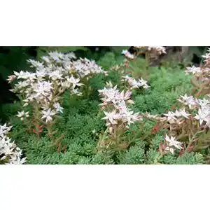 Sedum-Samen Grow Your Secret Garden Weißer Mauerpfeffer