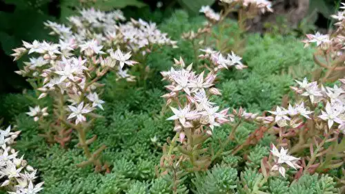 Sedum-Samen Grow Your Secret Garden Weißer Mauerpfeffer