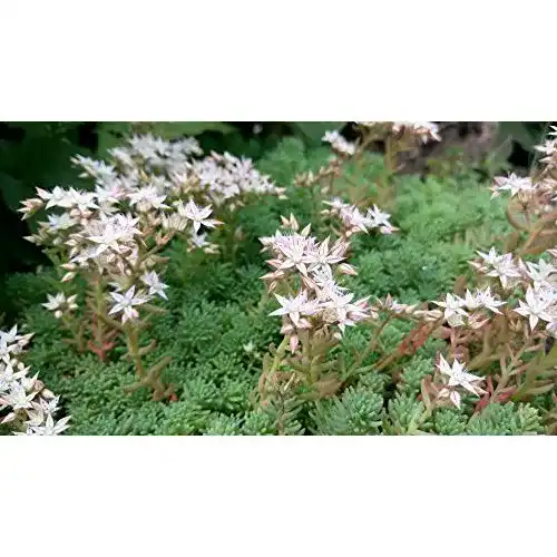 Die beste Sedum-Samen Grow Your Secret Garden Weißer Mauerpfeffer 2026 Test Bestseller Sedum-Samen Grow Your Secret Garden Weißer Mauerpfeffer