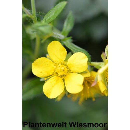 Waldsteinie Plantenwelt Waldsteinia ternata 15-20 cm breit, 50 Pfl.