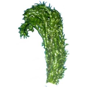 Wasserpest aquariumpflanzen.net Aquarienpflanze Egeria densa