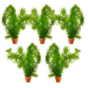 Wasserpest S VD VELDE WATERPLANTEN VDVELDE Set Winterhart