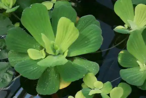 Wasserpflanze Mühlan Wasserpflanzen 3 grosse Muschelblumen