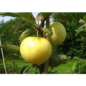 Bianco chiaro apple pille vivai melo grande vecchia varietà