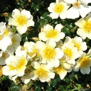 Zwergrose Garten Schlüter ‘Sonnenröschen®’ ADR-Rose