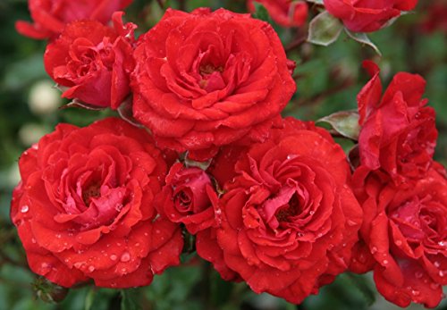 Die beste zwergrose rosen union zwergrose zwergenfee 09 r Bestsleller kaufen